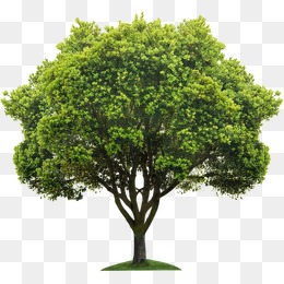 Tree, Tree, Trees Png Image - Images Of Trees, Transparent background PNG HD thumbnail