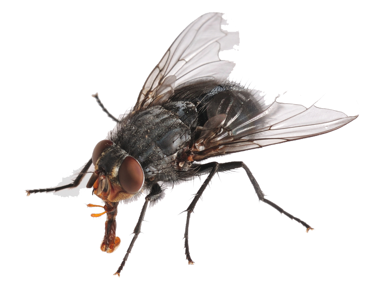 Flies Png Hd   Fly Hd Png - Of A Fly, Transparent background PNG HD thumbnail