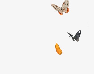 Group Fly Butterfly, Swarming, Hd, Butterfly Free Png Image - Of A Fly, Transparent background PNG HD thumbnail