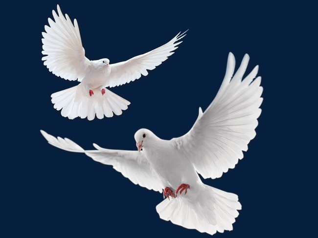 Hd Pigeon 1, Fly, Pigeon, Birds Free Png Image - Of A Fly, Transparent background PNG HD thumbnail