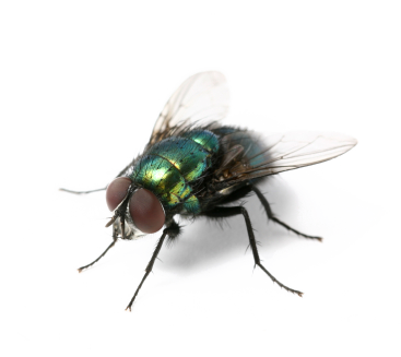 Hq Fly Wallpapers | File 74.97Kb - Of A Fly, Transparent background PNG HD thumbnail