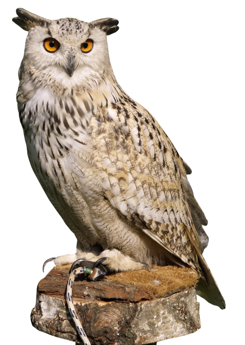 Eagle Owl Png Transparent Image - Of An Owl, Transparent background PNG HD thumbnail