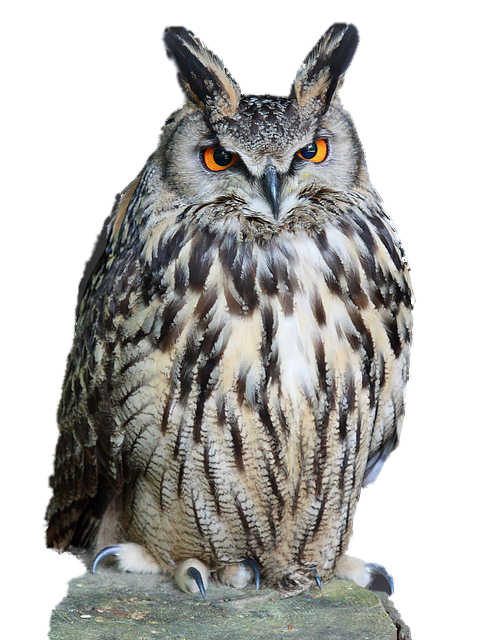 Owl Download Png - Of An Owl, Transparent background PNG HD thumbnail