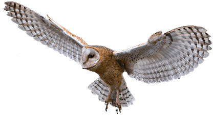 Owl Flying - Of An Owl, Transparent background PNG HD thumbnail