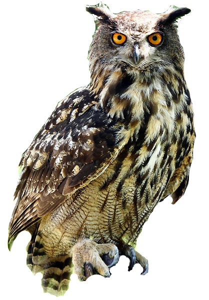 Owl.png - Of An Owl, Transparent background PNG HD thumbnail