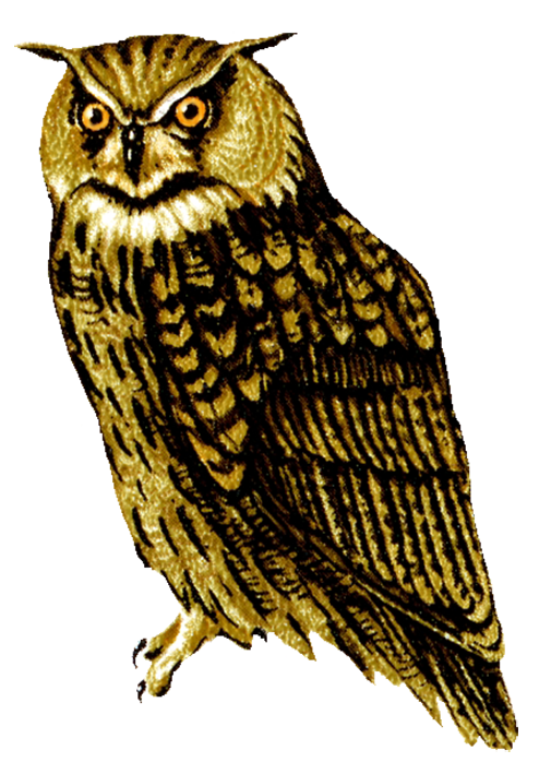 Owl Png - Of An Owl, Transparent background PNG HD thumbnail
