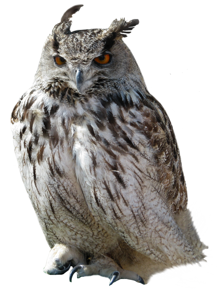 Owl Png - Of An Owl, Transparent background PNG HD thumbnail