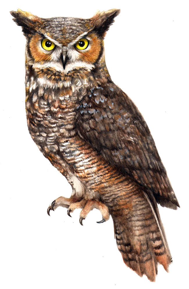 Eagle Owl PNG Transparent Ima