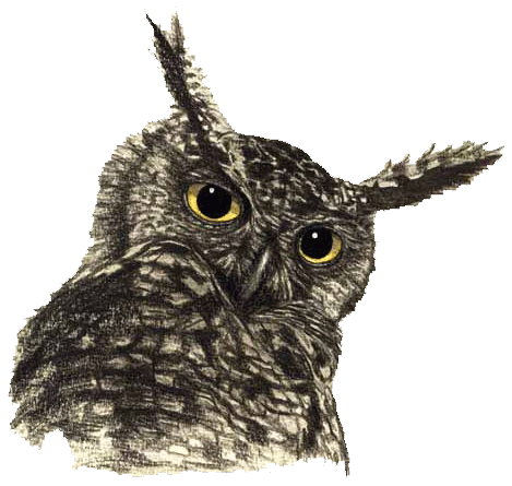 Owl Png File Png Image - Of An Owl, Transparent background PNG HD thumbnail