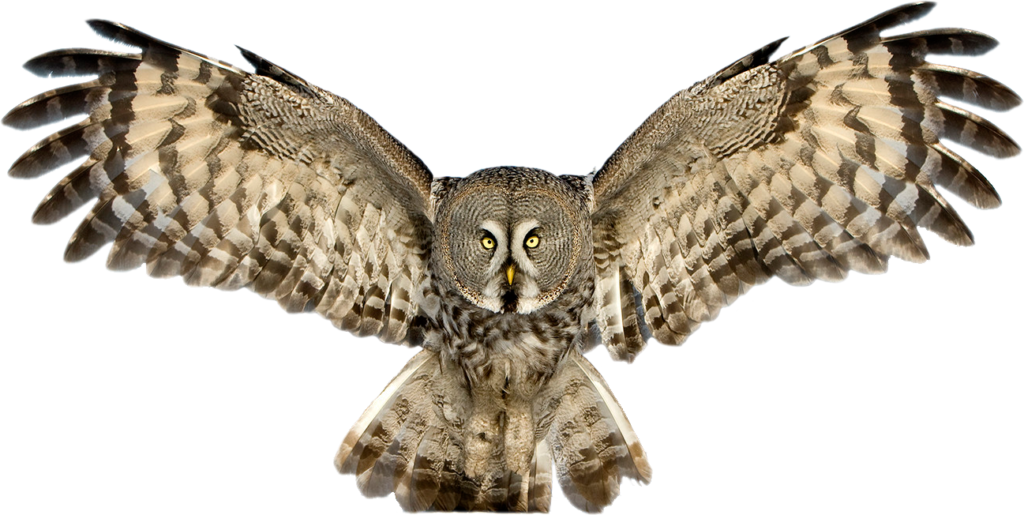 Owl Png Pic - Of An Owl, Transparent background PNG HD thumbnail