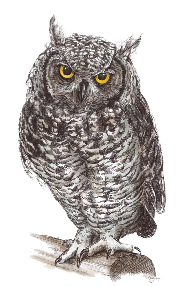 Owl Png Pic Png Image - Of An Owl, Transparent background PNG HD thumbnail