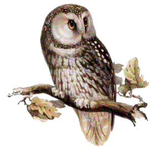Owl Png Png Image - Of An Owl, Transparent background PNG HD thumbnail