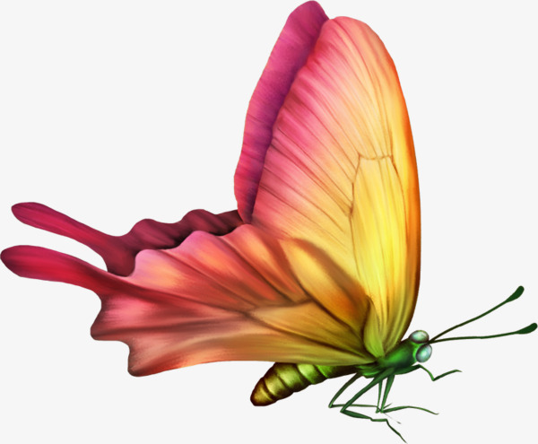 Painted Butterfly Hd, Hd, Painted, Butterfly Free Png Image - Of Butterflies And Flowers, Transparent background PNG HD thumbnail
