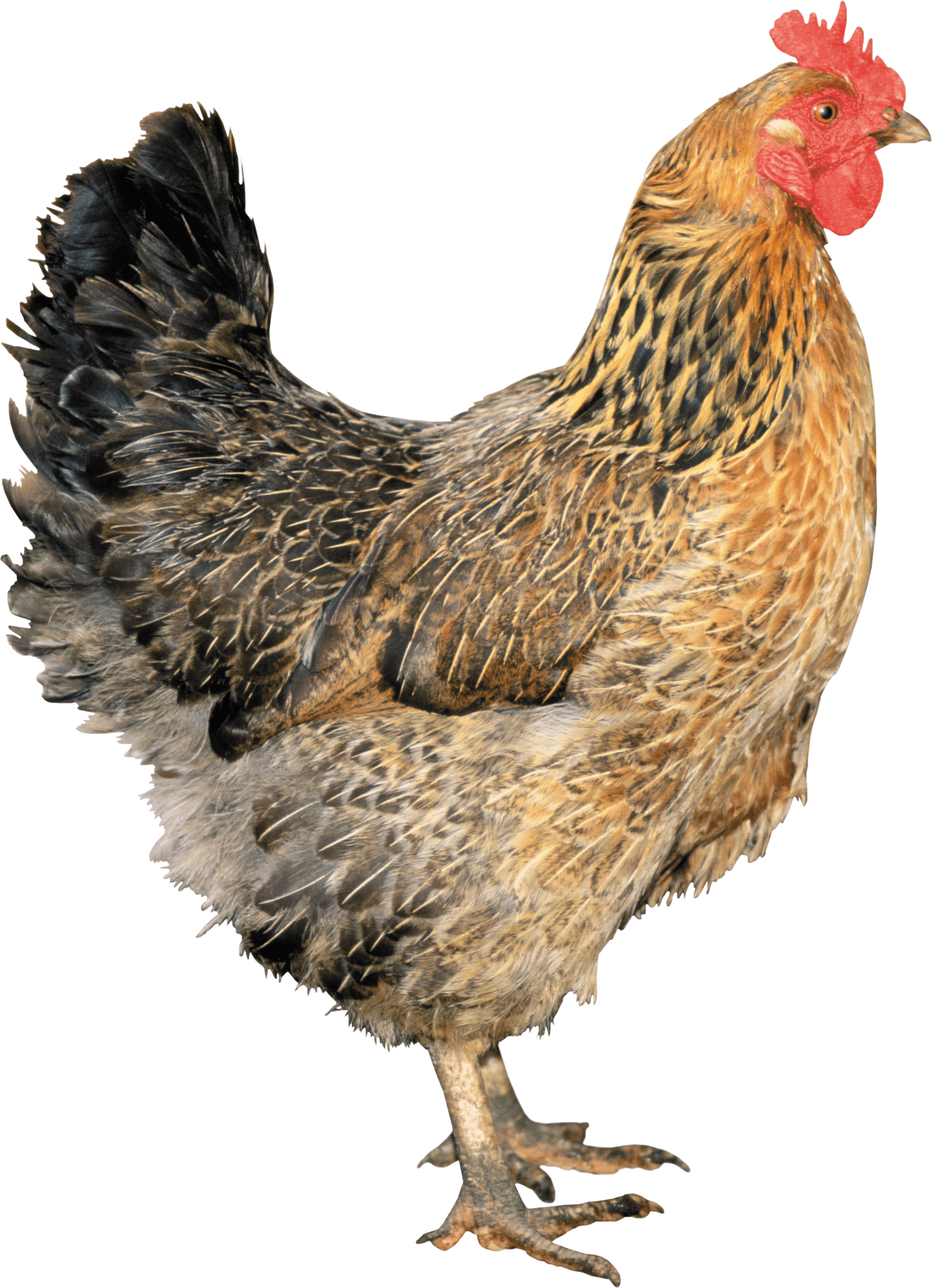 Brown Chicken - Of Chickens, Transparent background PNG HD thumbnail