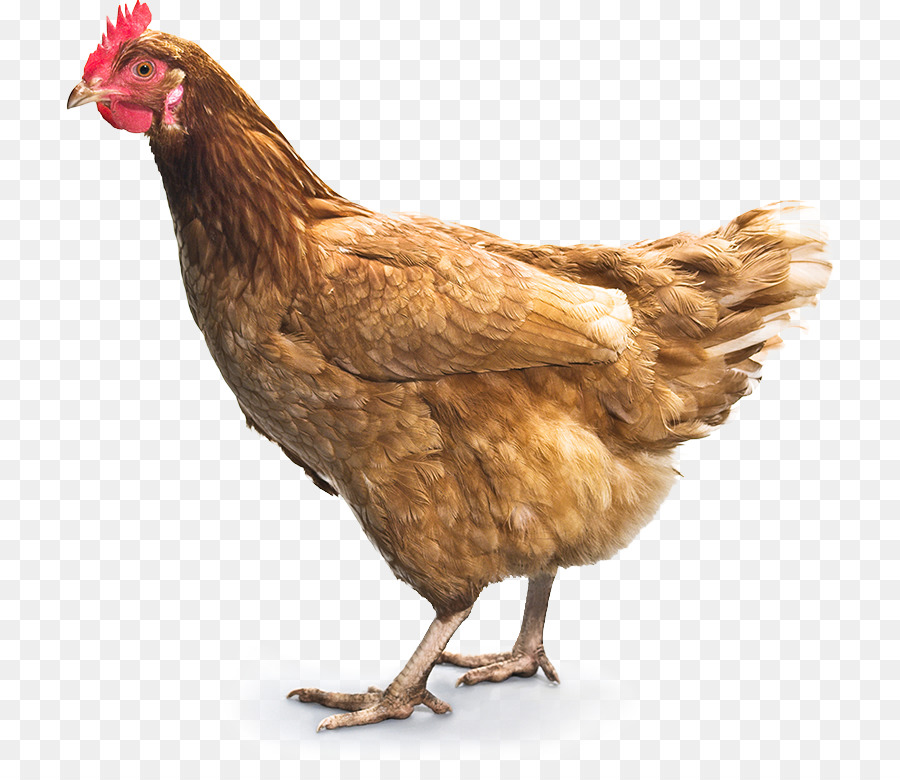 Chicken Curry Fried Chicken Broiler Buffalo Wing   Chickens Png - Of Chickens, Transparent background PNG HD thumbnail