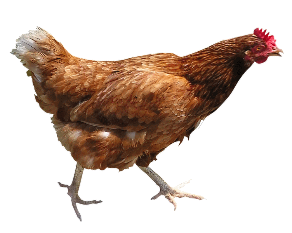 Chicken Png Image - Of Chickens, Transparent background PNG HD thumbnail