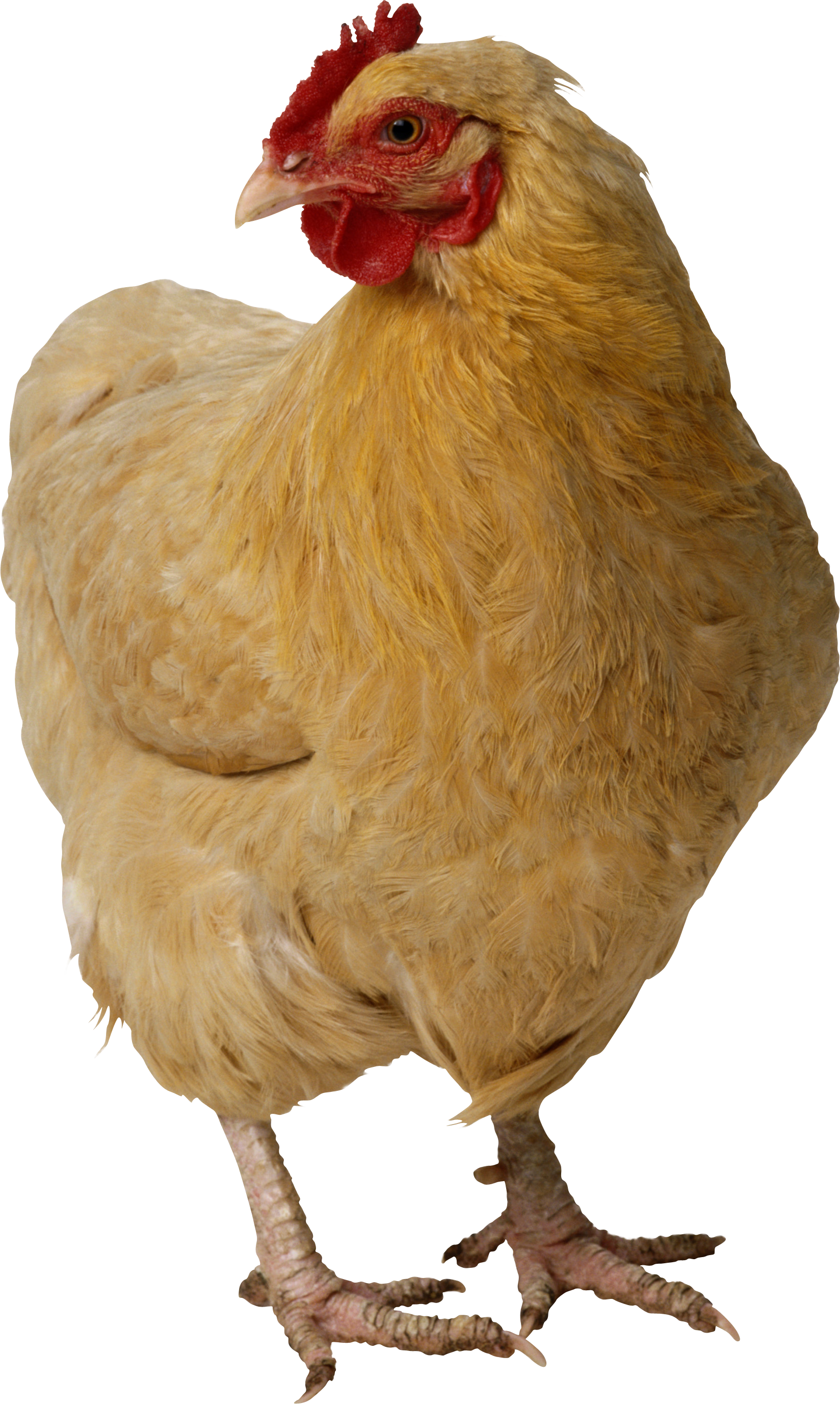 Chicken Png Image - Of Chickens, Transparent background PNG HD thumbnail