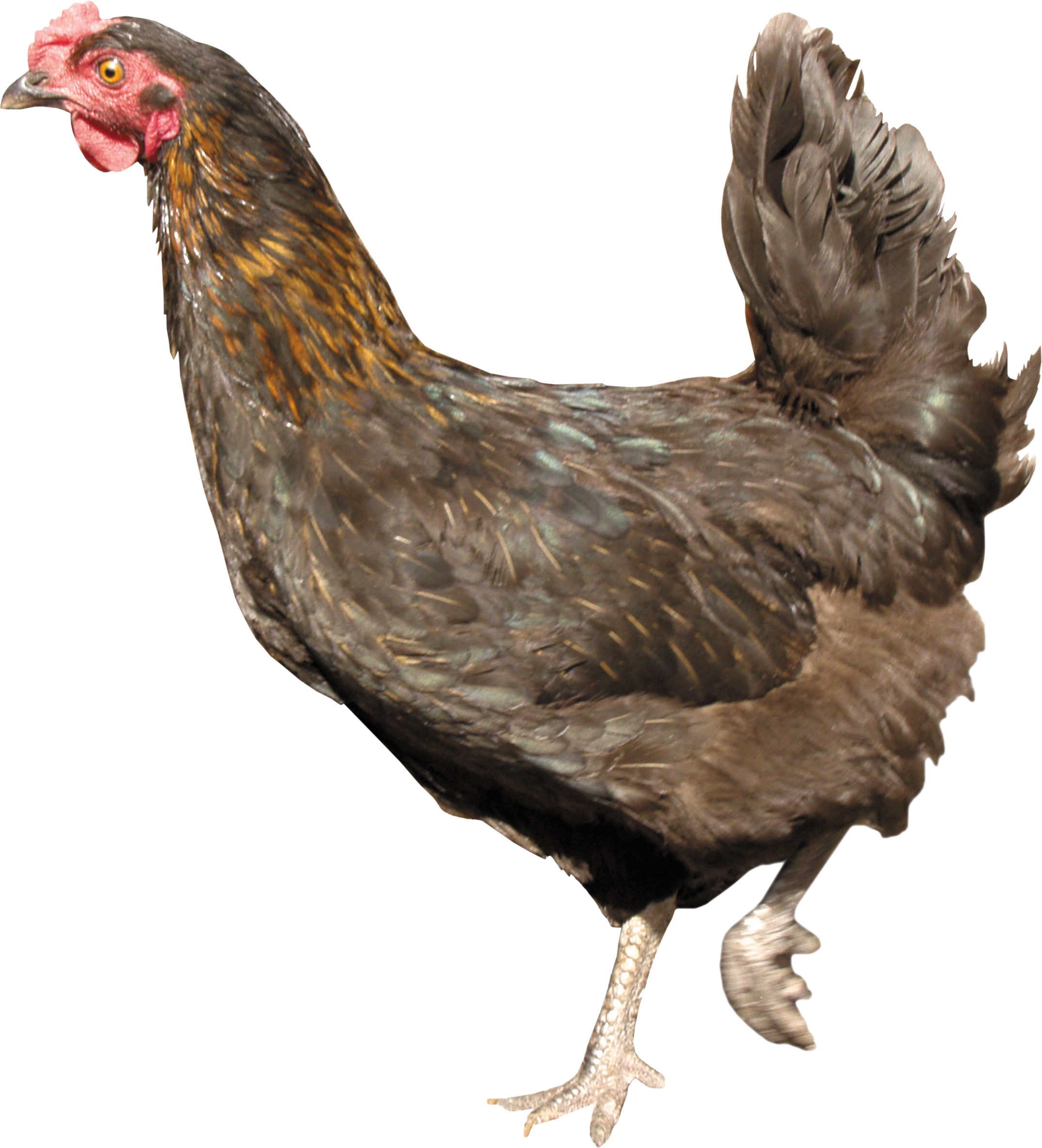 Chicken PNG image