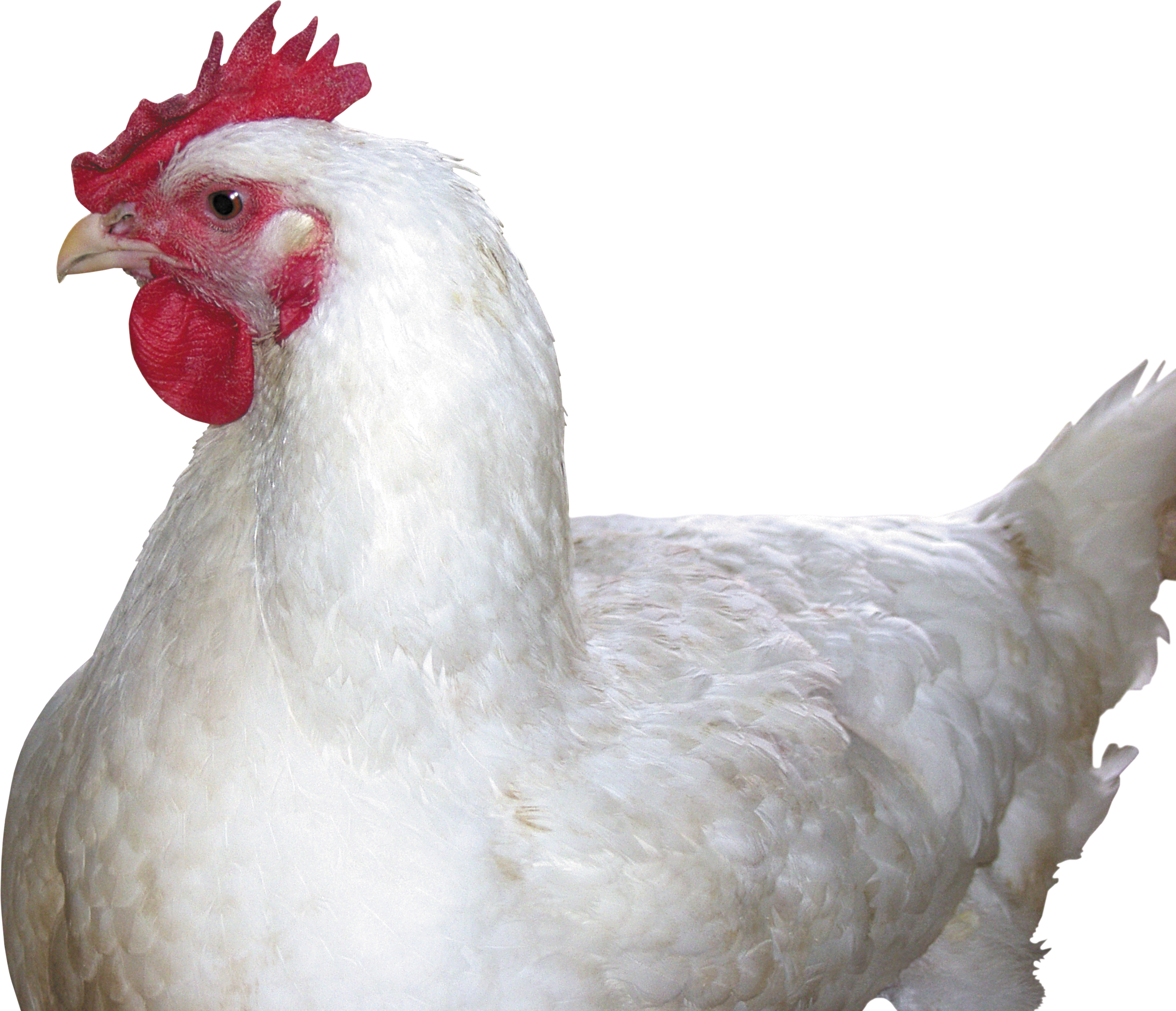 Chicken White