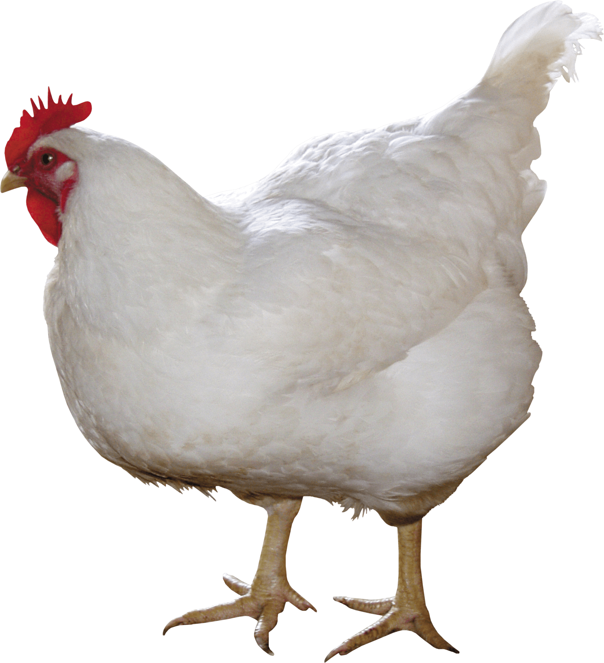 Chicken White - Of Chickens, Transparent background PNG HD thumbnail