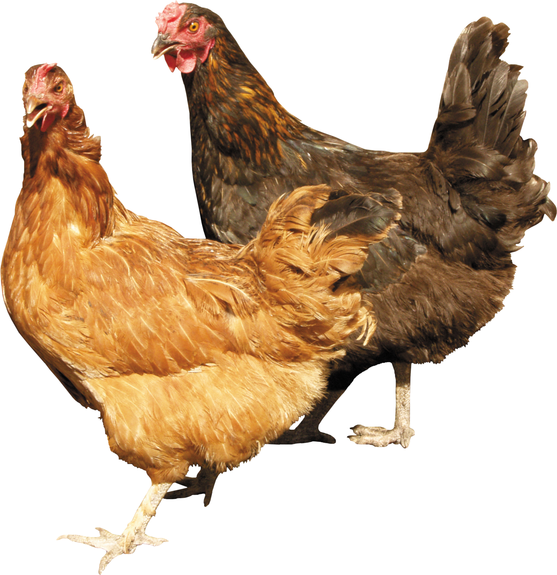 This High Quality Free Png Image Without Any Background Is About Chicken, Hen, Partridge - Of Chickens, Transparent background PNG HD thumbnail