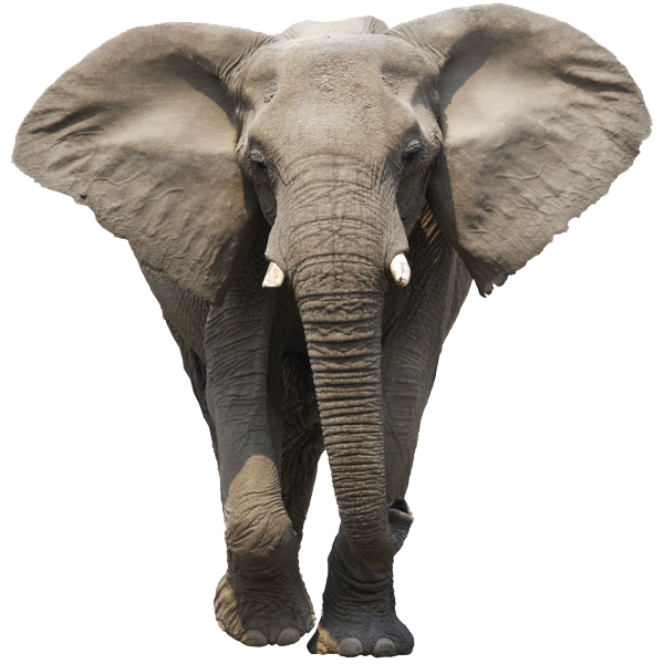 Elephant Free Download Png Png Image - Of Elephants, Transparent background PNG HD thumbnail