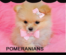 Png Hd Of Puppies Hdpng.com 274 - Of Puppies, Transparent background PNG HD thumbnail