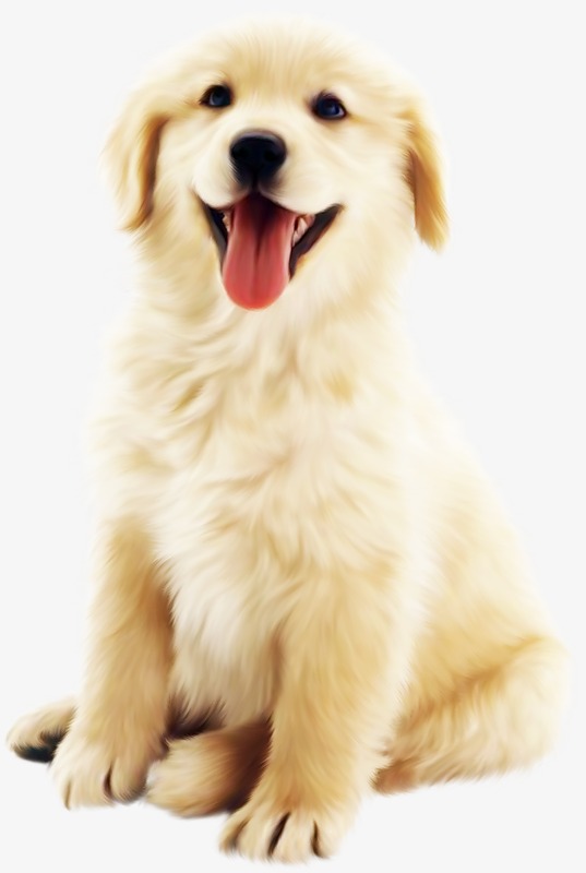 Cute Dog, Golden, Puppy, Animal Png Image And Clipart - Of Puppies, Transparent background PNG HD thumbnail