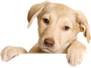 Cute Puppy - Of Puppies, Transparent background PNG HD thumbnail