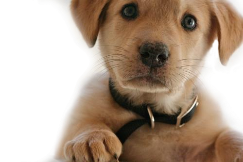 Golden Retriever Puppy PNG Tr
