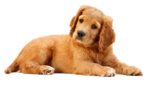 Golden Retriever with Gold-Pl