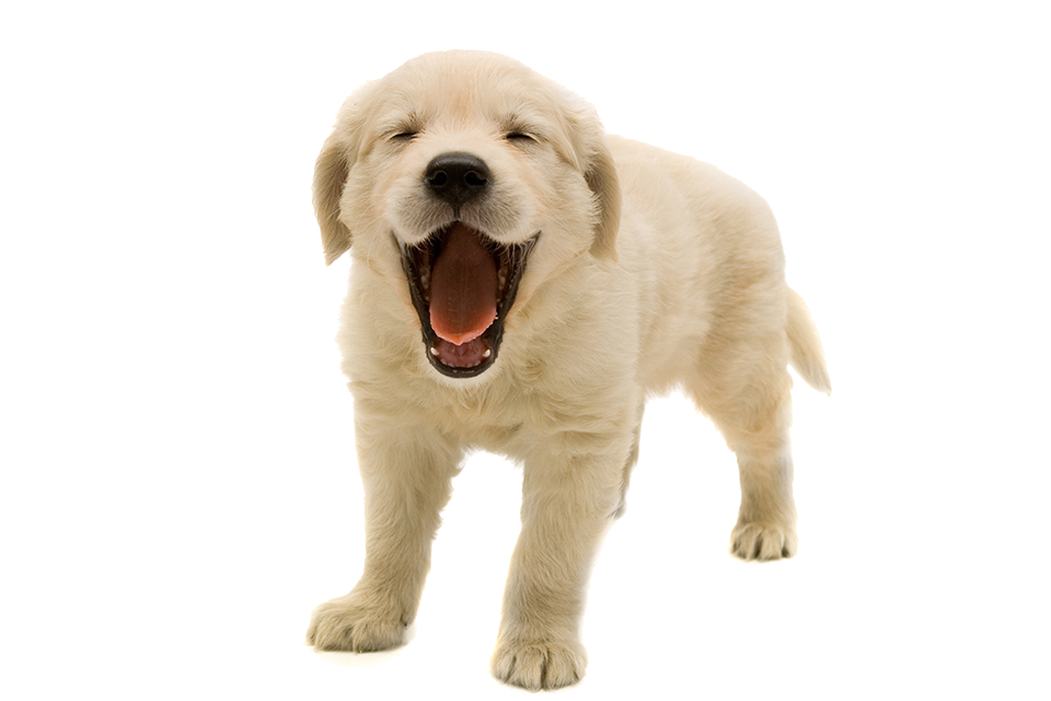 Golden Retriever Puppy Png Transparent Image - Of Puppies, Transparent background PNG HD thumbnail