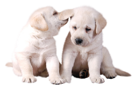 [ Img] - Of Puppies, Transparent background PNG HD thumbnail