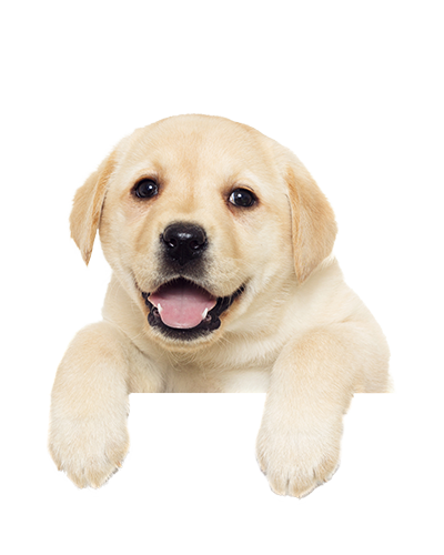 Download Dog PNG image