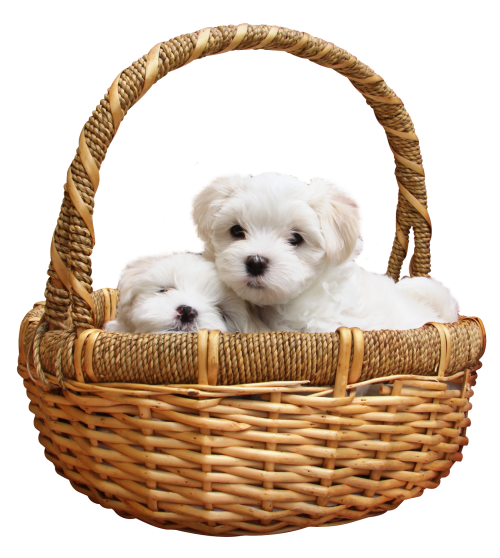 Puppy PNG Clipart