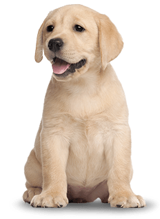 The Introductory Groom Includes: Puppy - Of Puppies, Transparent background PNG HD thumbnail