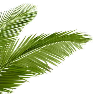 A Wide Variety Of Beach Vacation Rentals - Palm Tree Beach, Transparent background PNG HD thumbnail