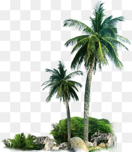 Beach Palm Tree, Sandy Beach, Palm Tree, Sandy Png And Psd - Palm Tree Beach, Transparent background PNG HD thumbnail