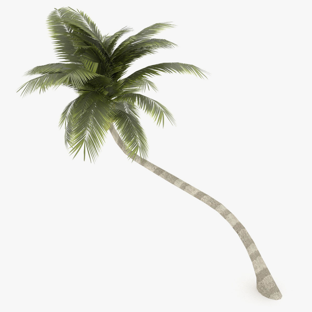Coconut Palm Tree 3D Model - Palm Tree Beach, Transparent background PNG HD thumbnail