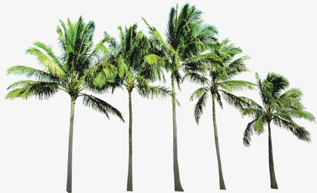 Coconut Tree, Tree, Beach Tree Png And Psd - Palm Tree Beach, Transparent background PNG HD thumbnail