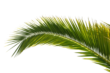 Palm Tree Top View Png Lef Png Image - Palm Tree Beach, Transparent background PNG HD thumbnail