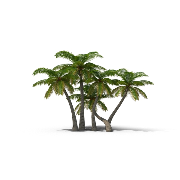 Palm Trees - Palm Tree Beach, Transparent background PNG HD thumbnail