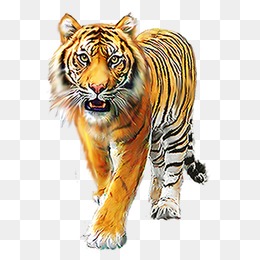 Download PNG image - Leopard 