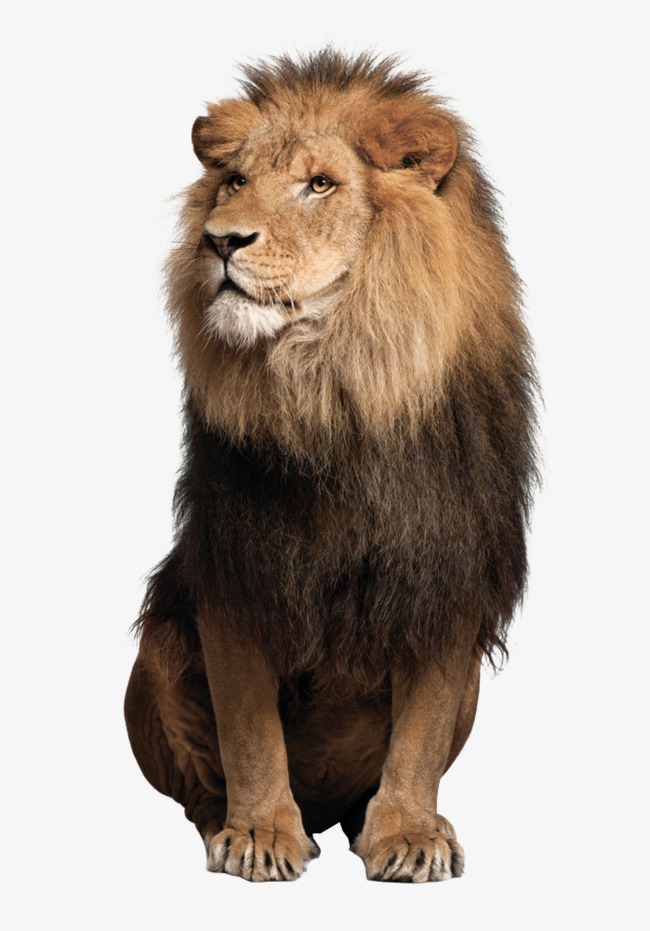 Lions Lions, Lions, Animal, Big Png Image - Pictures Of Animals, Transparent background PNG HD thumbnail