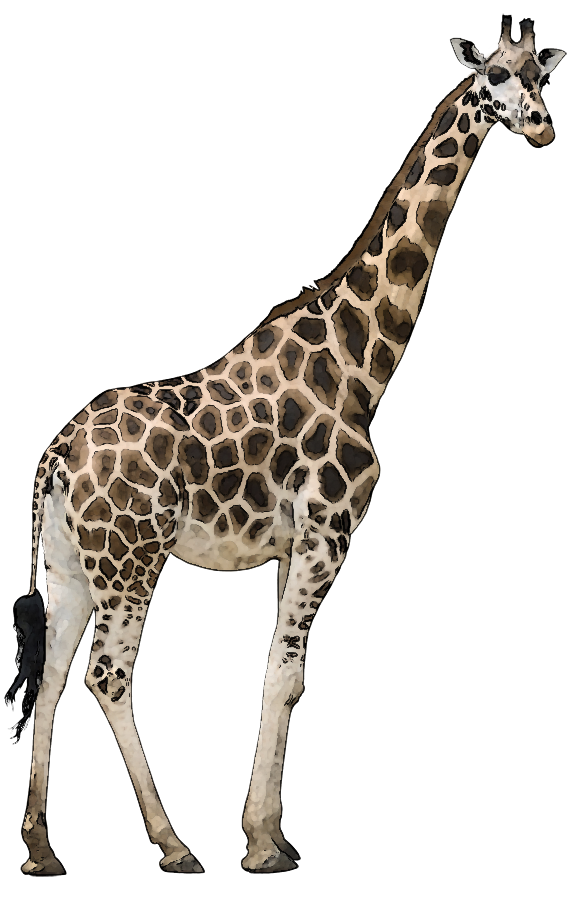 File:Animals png set by mossi