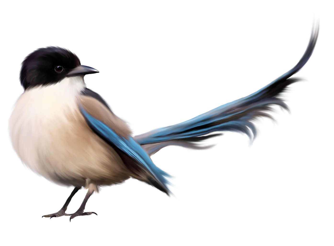Bird Png - Pictures Of Birds, Transparent background PNG HD thumbnail