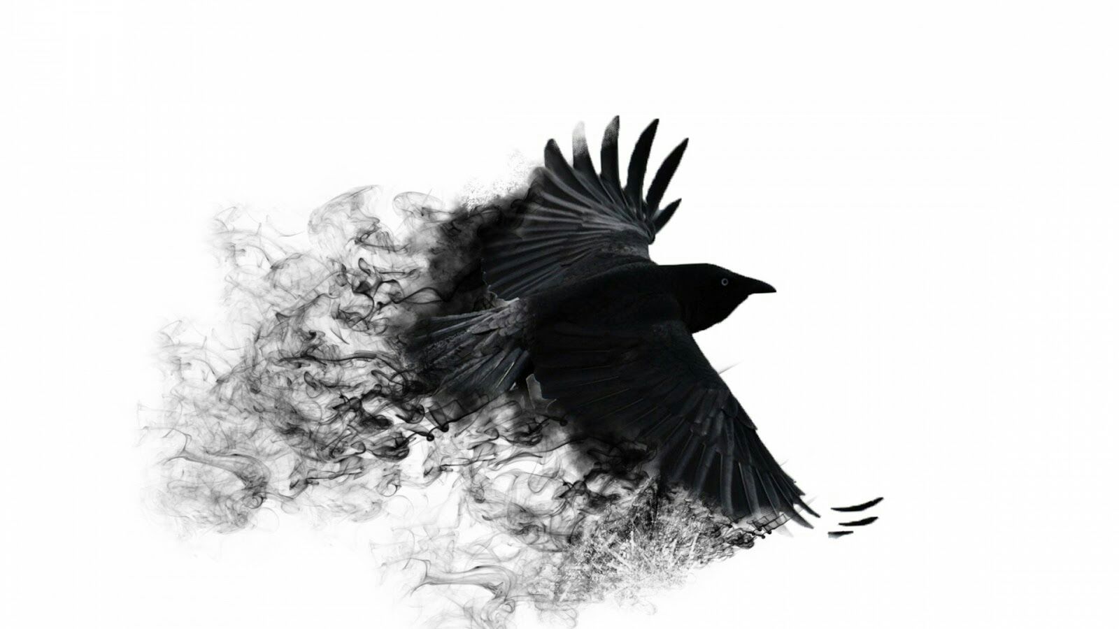 Bird Png   Bird Hd Png - Pictures Of Birds, Transparent background PNG HD thumbnail