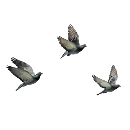 Disney Princess Wallpaper Probably Containing A Mockingbird, A Wren, And A Swallow Entitled Flying - Pictures Of Birds, Transparent background PNG HD thumbnail
