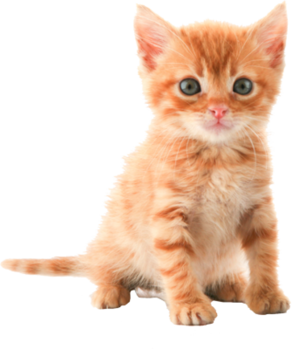 Png Hd Pictures Of Cats Hdpng.com 600 - Pictures Of Cats, Transparent background PNG HD thumbnail
