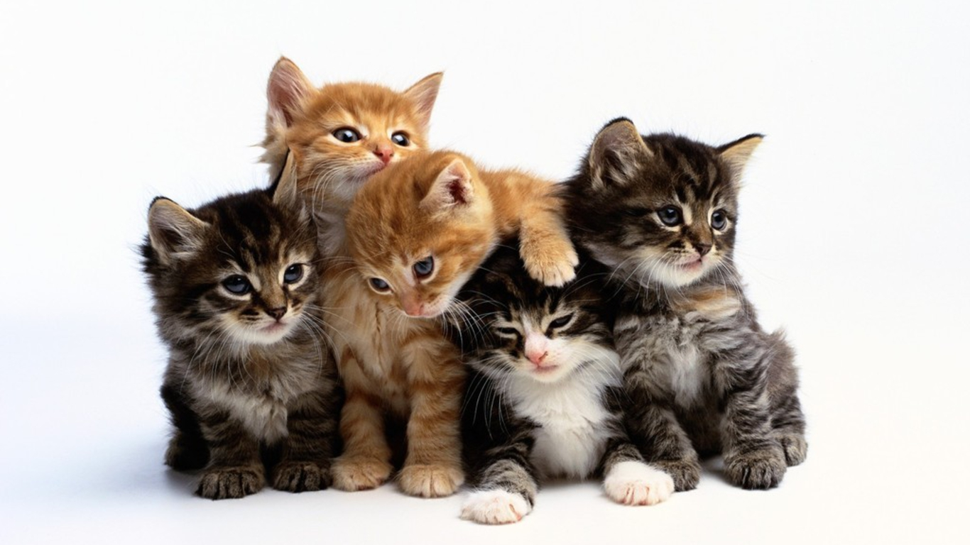 33B39Ca.png - Pictures Of Cats, Transparent background PNG HD thumbnail